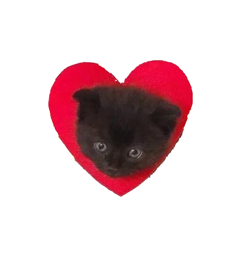 small to medium-sized cats heart black cat