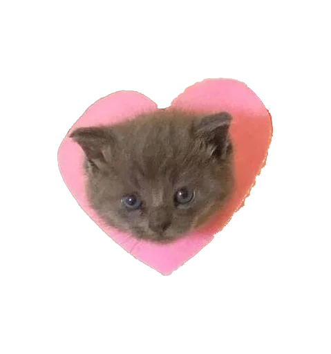 animal mammal small to medium-sized cats