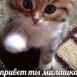 Sticker милые пикчи by nnichtojestvoo 😳 - 8