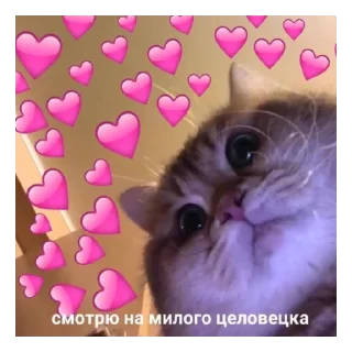 Sticker милые пикчи by nnichtojestvoo 😳 - 5