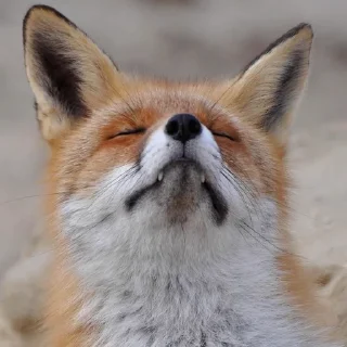 Sticker Лисички - 11