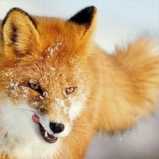 Sticker Лисички - 9