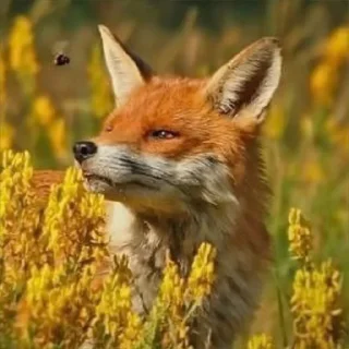 Sticker Лисички - 4