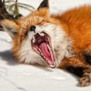 Sticker Лисички - 2