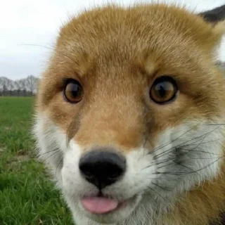 Sticker Лисички - 1