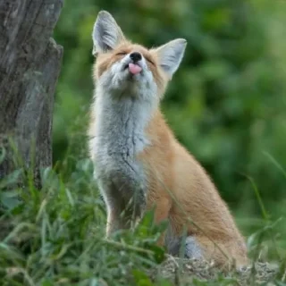 Sticker Лисички - 8