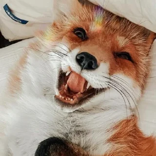 Sticker Лисички - 0