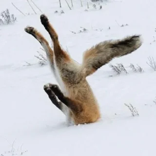 Sticker Лисички - 6