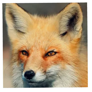 Sticker Лисички - 10