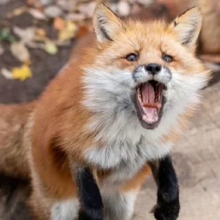 Sticker Лисички - 5