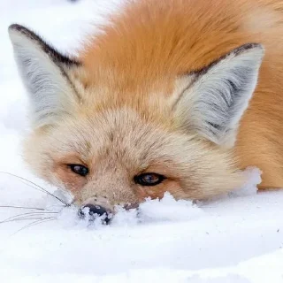 Sticker Лисички - 7