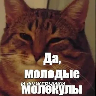 Стикер (^ ◕ᴥ◕ ^) - 7