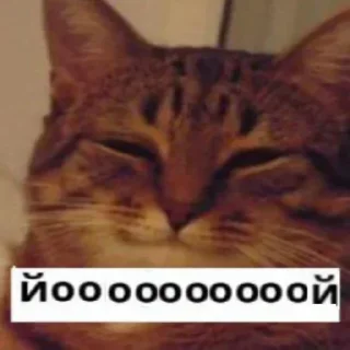 Стикер (^ ◕ᴥ◕ ^) - 5