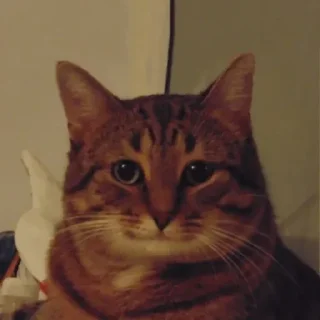 Стикер (^ ◕ᴥ◕ ^) - 11