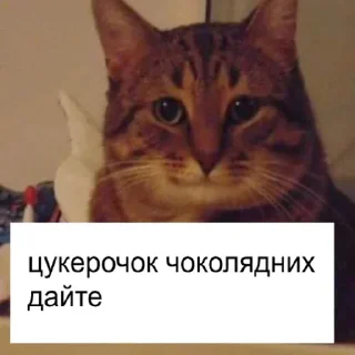 Стикер (^ ◕ᴥ◕ ^) - 8