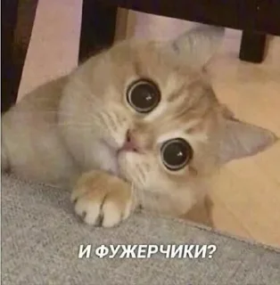 Стикер (^ ◕ᴥ◕ ^) - 4