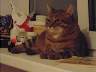 Стикер (^ ◕ᴥ◕ ^) - 6