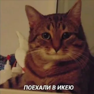 Стикер (^ ◕ᴥ◕ ^) - 10