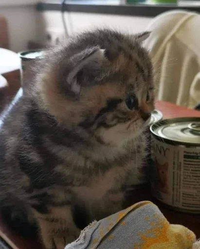 комнатный кошки малого и среднего размера кошачьи