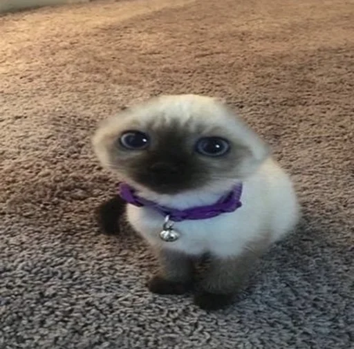 животное млекопитающее домашнее животное