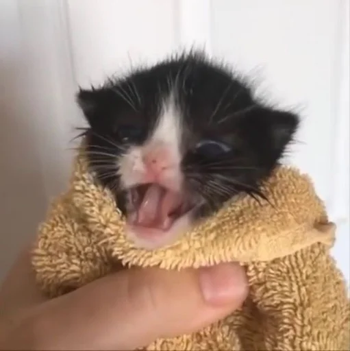 млекопитающее мех комнатный