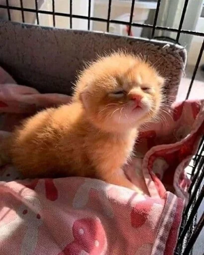 animal small to medium-sized cats indoor