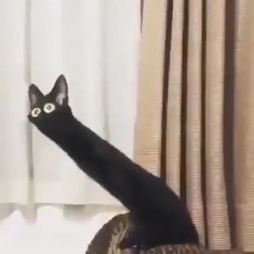 кошки малого и среднего размера кошачьи домашняя кошка