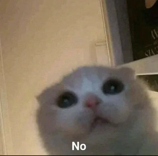 животное домашняя кошка млекопитающее