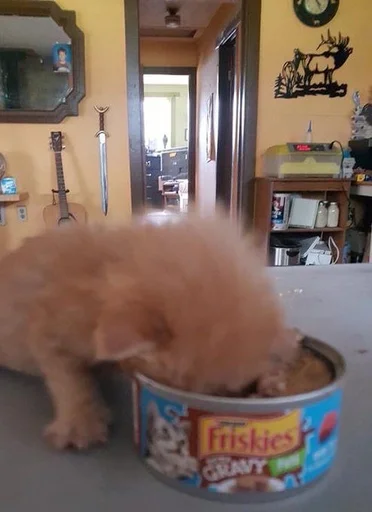 комнатный собака стена