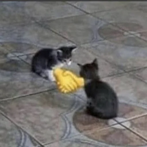 млекопитающее животное домашняя кошка