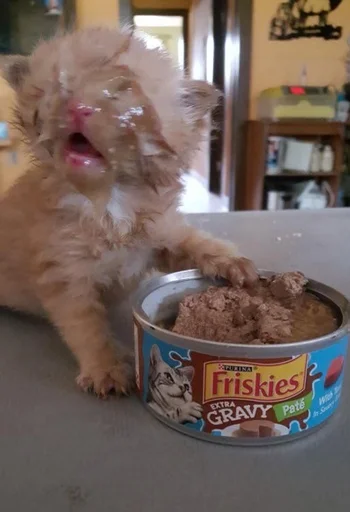 комнатный домашнее животное млекопитающее