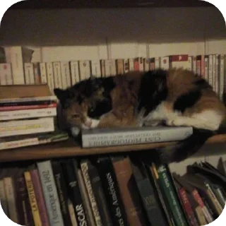 Стикер Больше стиков тут: @stikery4 - 1