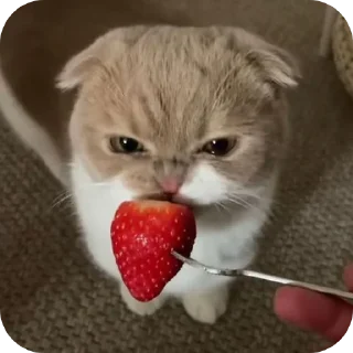 Стикер Больше стиков тут: @stikery4 - 3