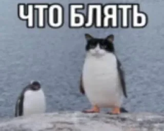 Sticker Больше стиков тут: @stikery4 - 3