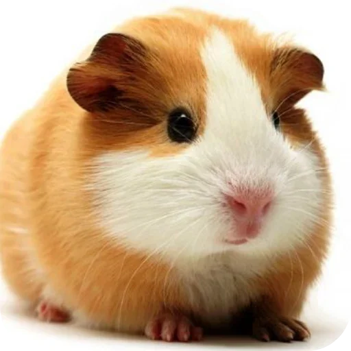 Больше стиков тут: @stikery4 - 