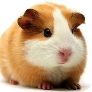 Стикер Больше стиков тут: @stikery4 - 2