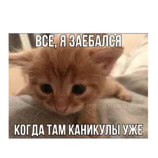 Стикер Больше стиков тут: @stikery4 - 10