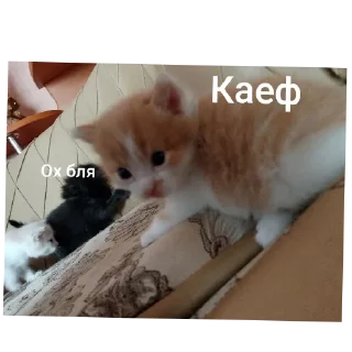 Стикер Больше стиков тут: @stikery4 - 2