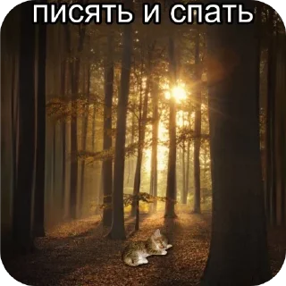 Стикер Больше стиков тут: @stikery4 - 5