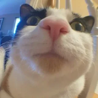 Sticker Больше стиков тут: @stikery4 - 10