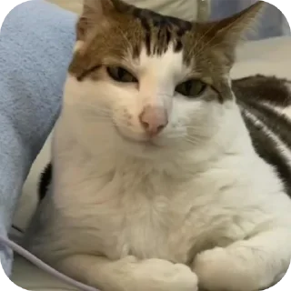 Стикер Больше стиков тут: @stikery4 - 9