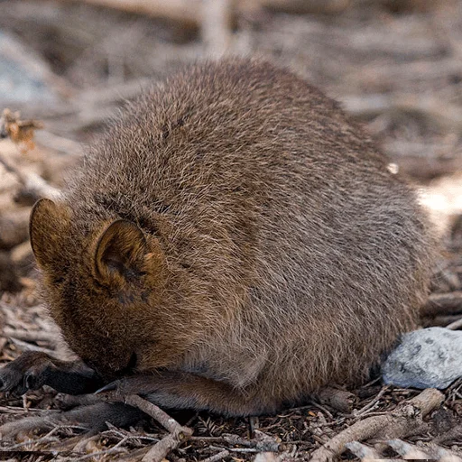 животное на открытом воздухе млекопитающее