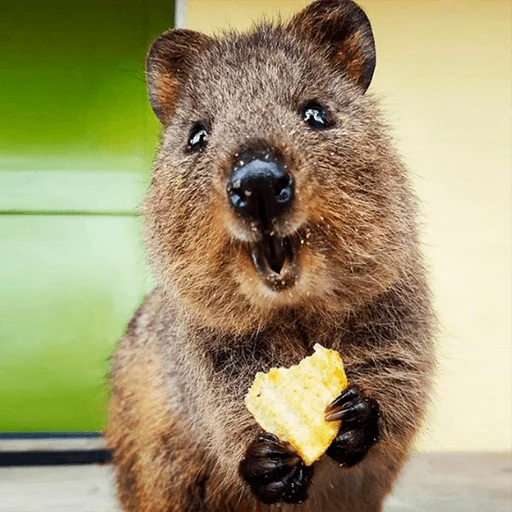 млекопитающее животное рыло