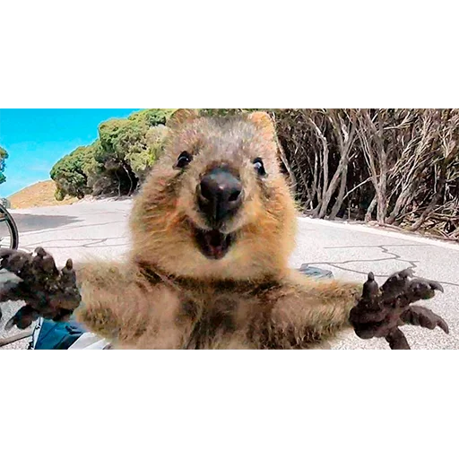 млекопитающее животное на открытом воздухе