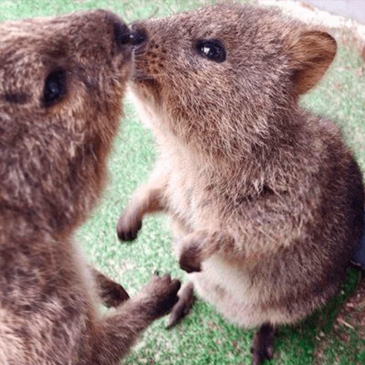 животное млекопитающее трава