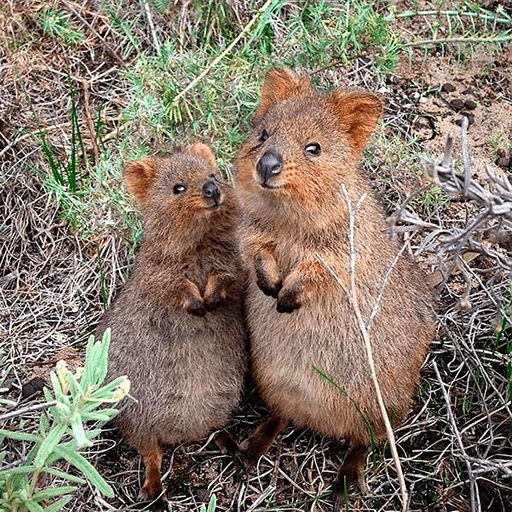 млекопитающее животное на открытом воздухе