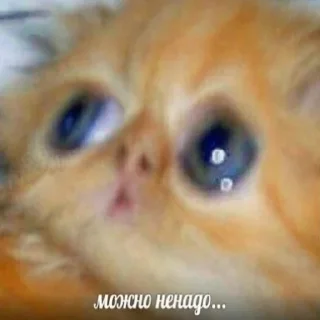 Стикер А хуле 👉 @pornostikerys 🔞 - 11