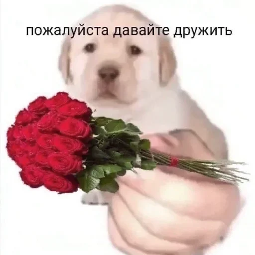 dog breed pet mammal