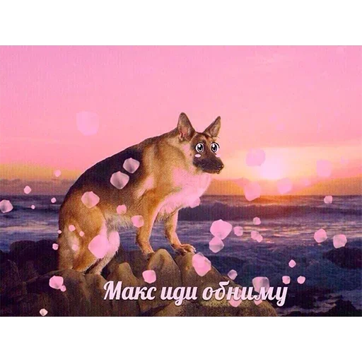 mammal animal screenshot