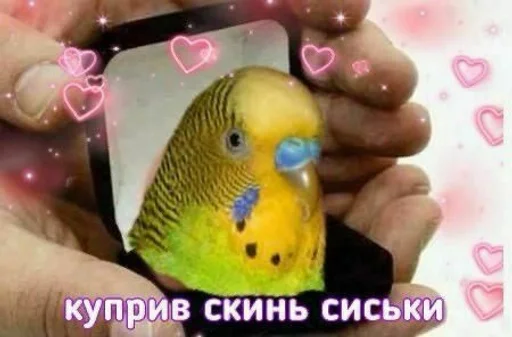 parrot bird parakeet